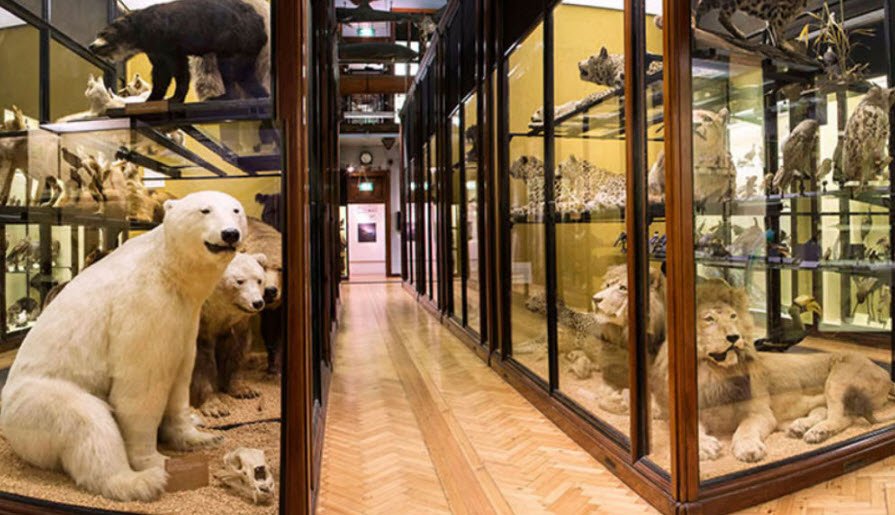 Robin Banerjee Museum